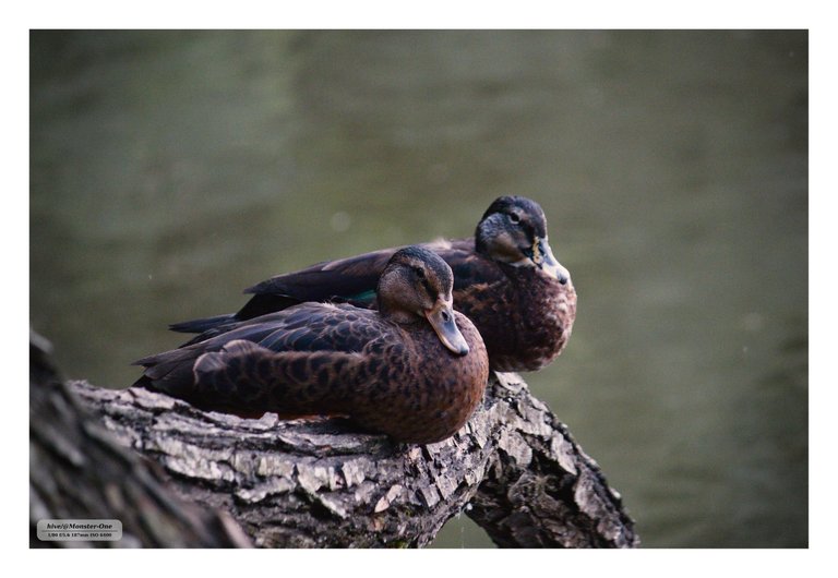 photofeed_wildlife_0003.jpg