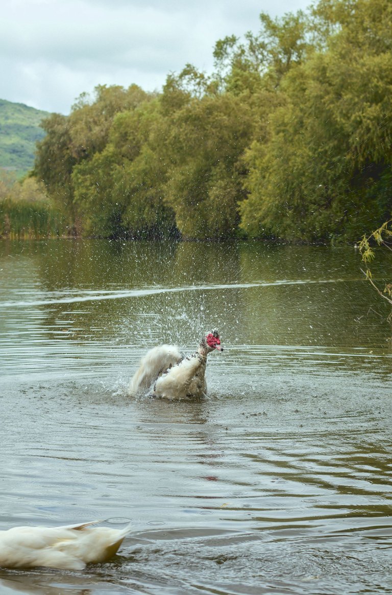 Patos_agua_0001.jpg