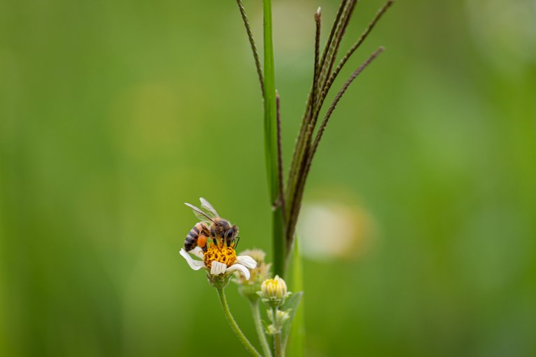 abeja_danada.jpg