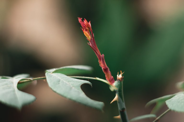 50mm_flores_flash 3 of 3.JPG