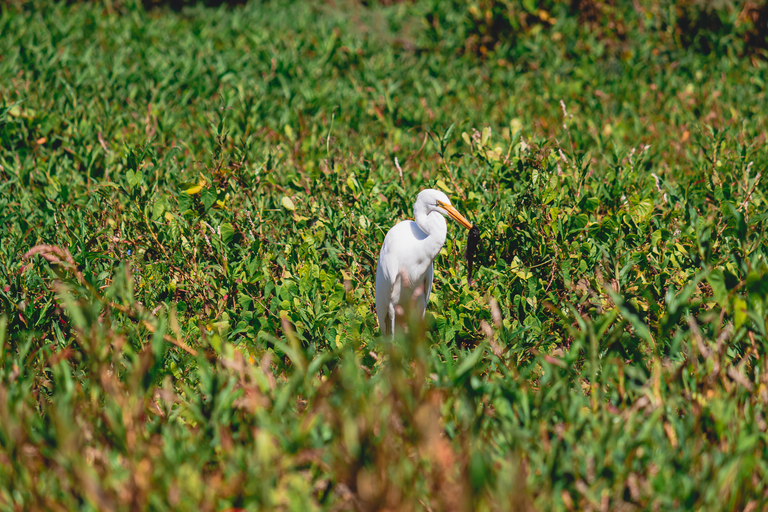 Garza blanca3.PNG