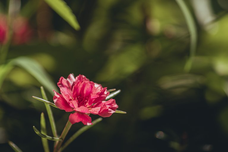 55250_patio_flor_rosa.JPG