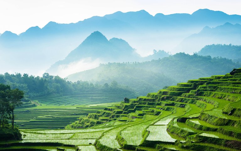 vietnam4kricefieldsmountainsriceplantations.jpg