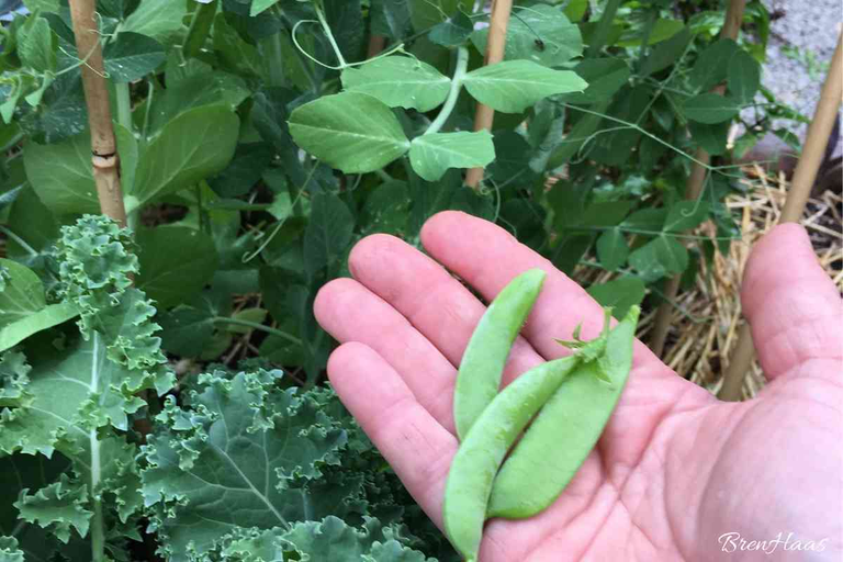 My Journey with Homesteading and Pea