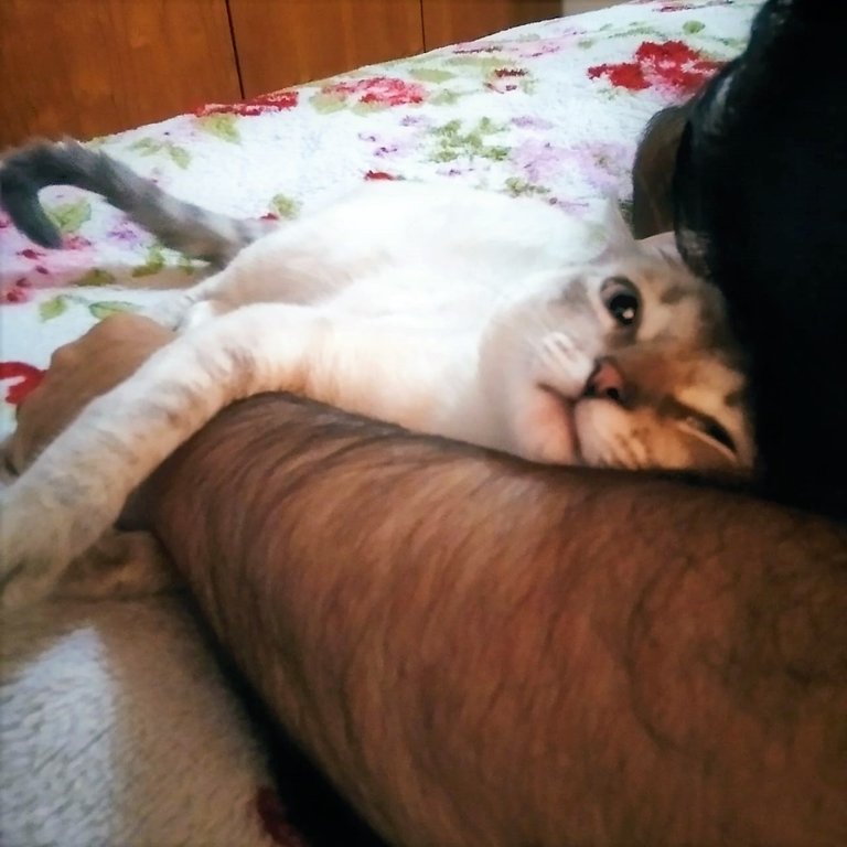amor de ras.jpg