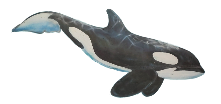 orca1.png