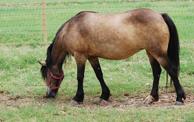 farm-horse-200032_640.jpg