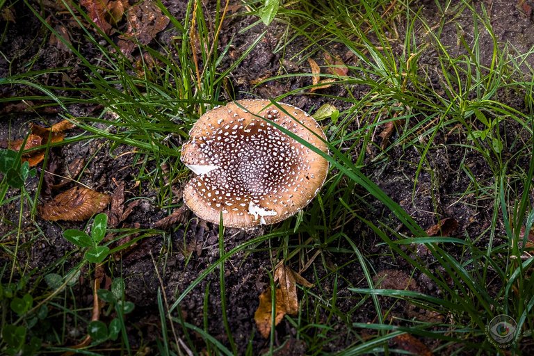 Parasol Mushroom