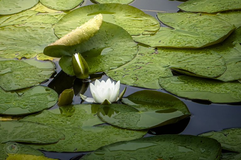 Water Lily