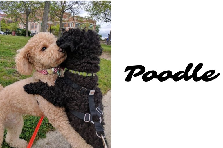 poodles.jpg