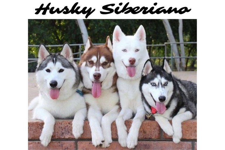 huskies.jpg