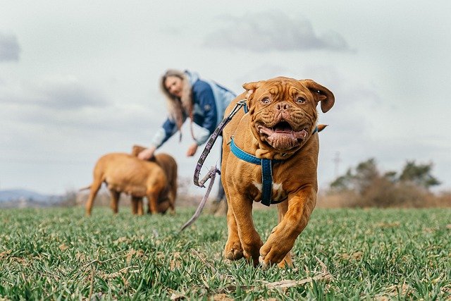 bordeaux-mastiff-g82356a426_640.jpg