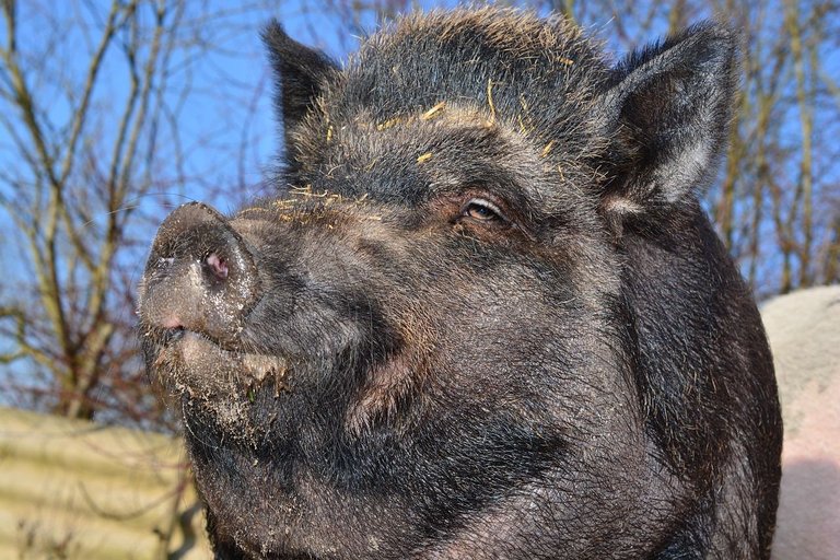 boar-284685_1280.jpg