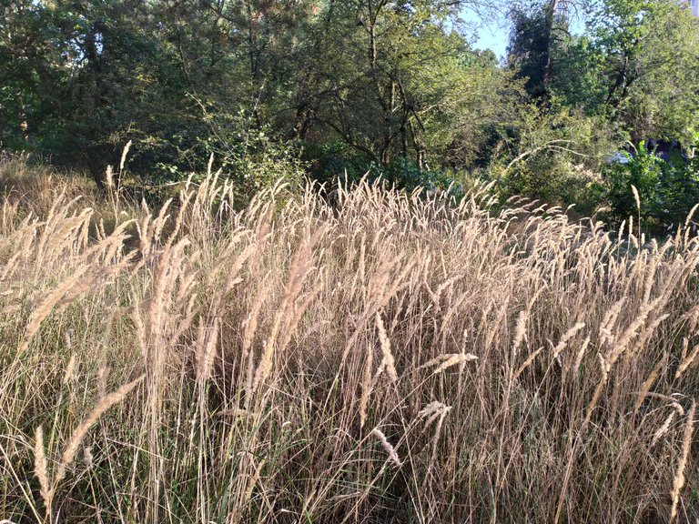 IMG_20230905_171443.jpg