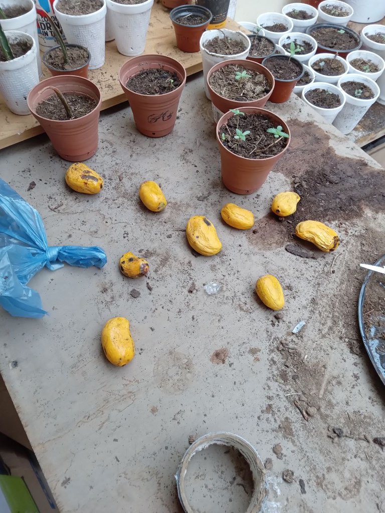 mangoes 2.jpg