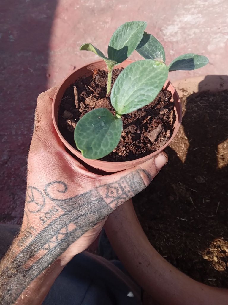 butternut to pot.jpg