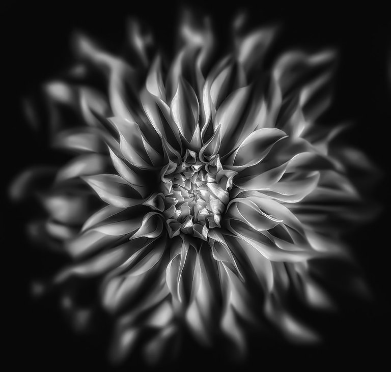 Black&White-Flower3.jpg