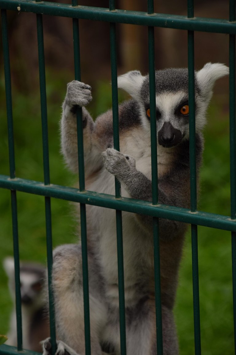 lemur-6520353_1280.jpg
