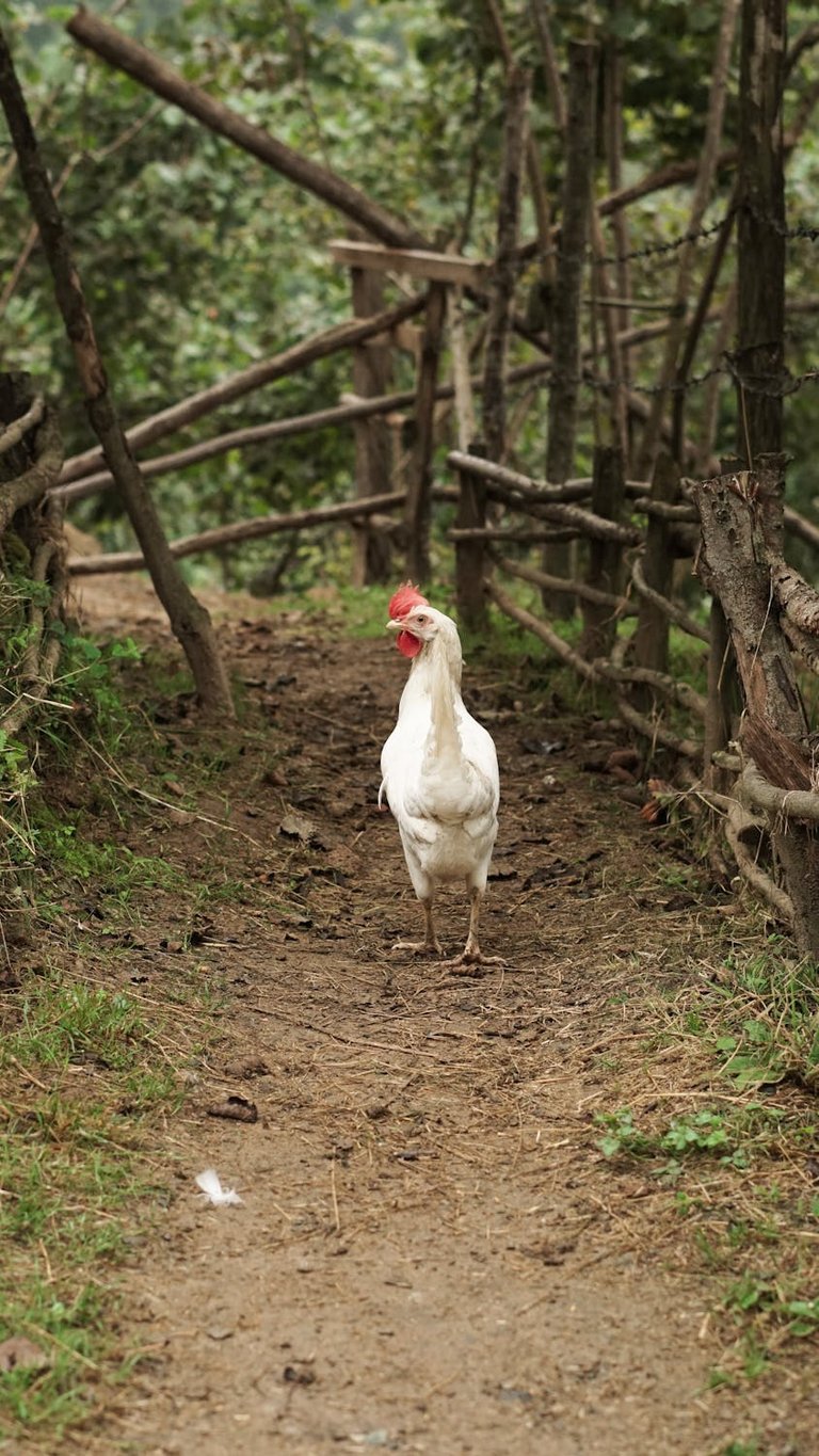 free-photo-of-a-chicken-walking-down-a-dirt-path-in-the-woods.jpeg