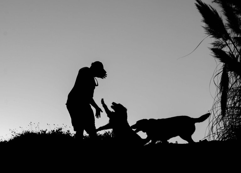 free-photo-of-silhouette-of-a-man-playing-with-his-dogs.jpeg