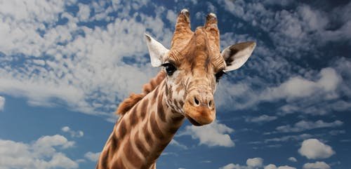 giraffe-animal-funny-facial-expression-39504.jpeg