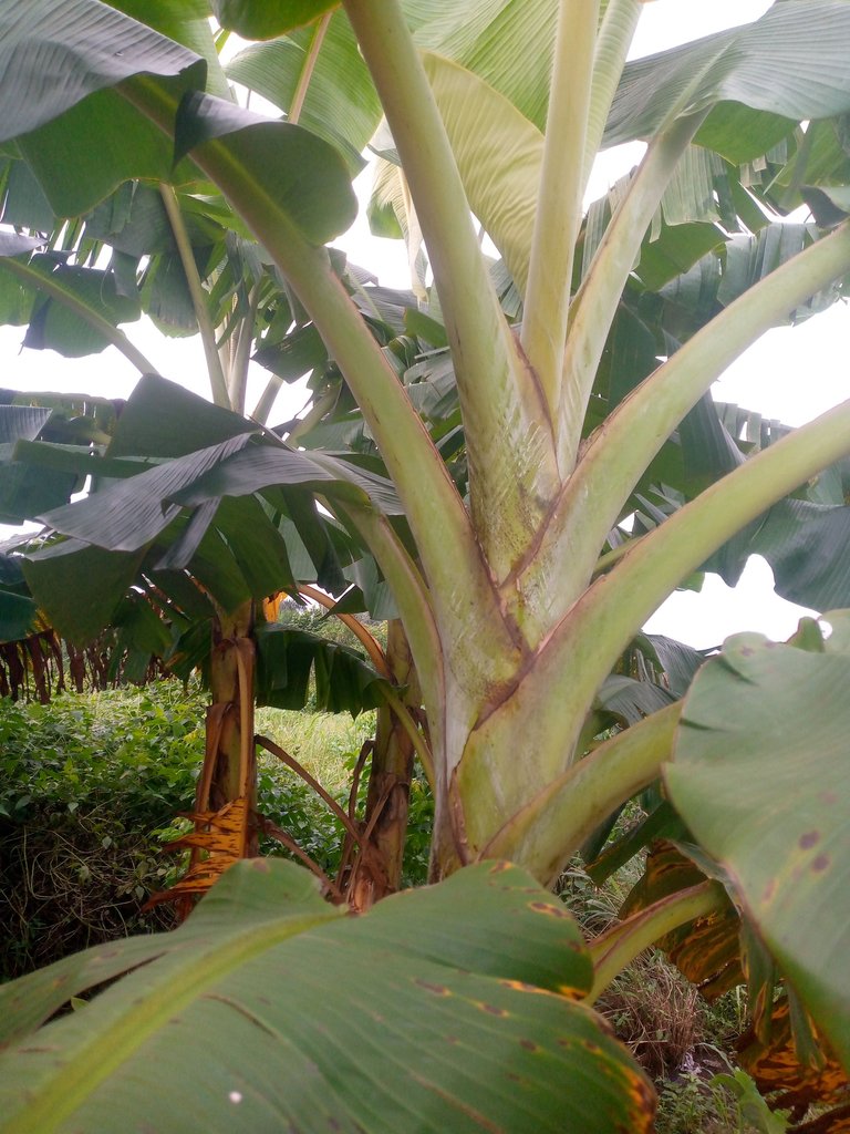 A Skilled Farmer Does Not Need The Internet