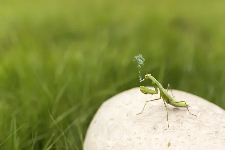 praying-mantis-438396__480.webp