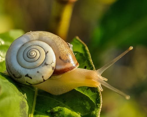 snail-snail-shell-slow-animal-53203.jpeg