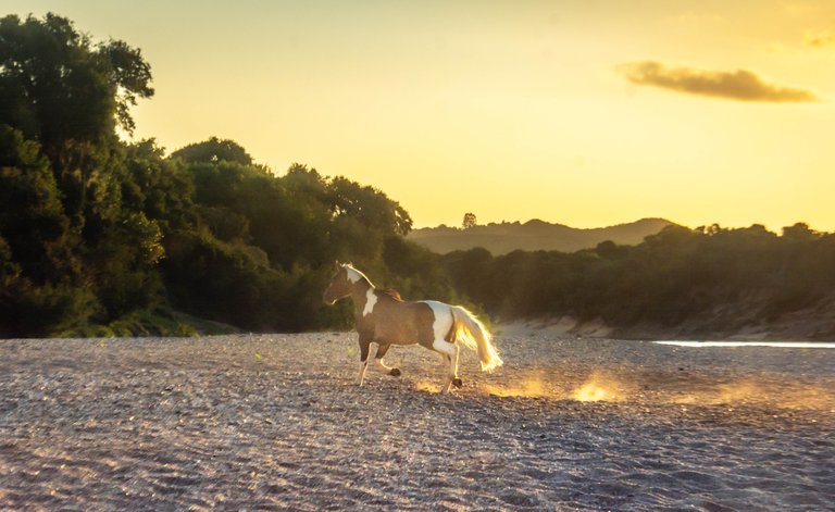 wild horse.jpg