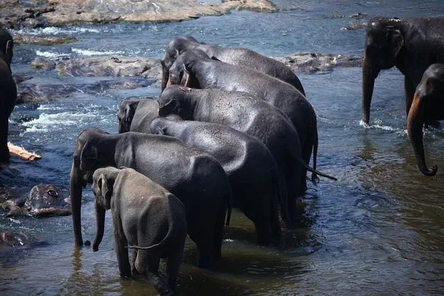 elephants-6498609_640.webp