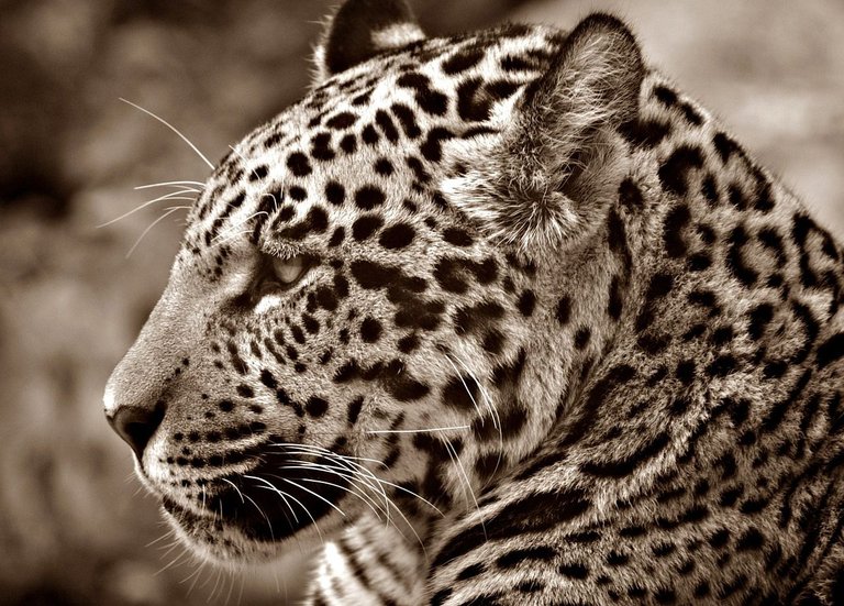 jaguar-70026_1280.jpg