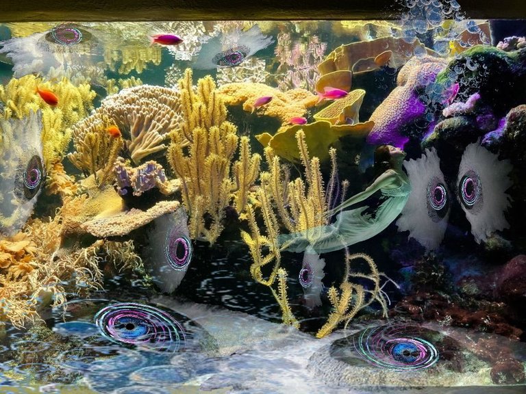 aquarium final.jpg