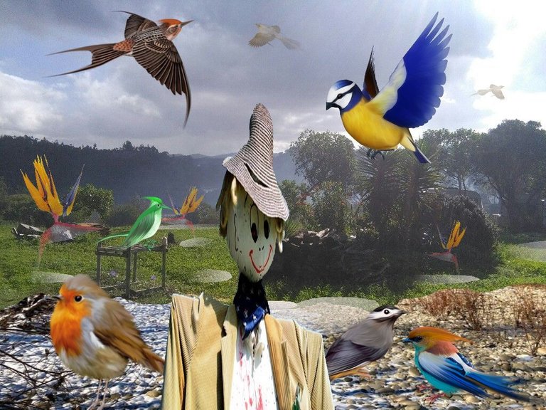 birds.jpg