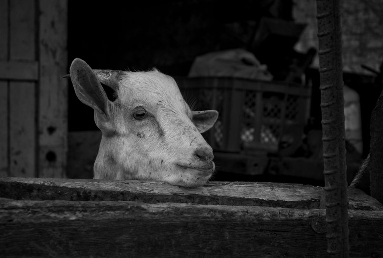 _DSC7780-NEF_DxO_PRIME (1).jpg