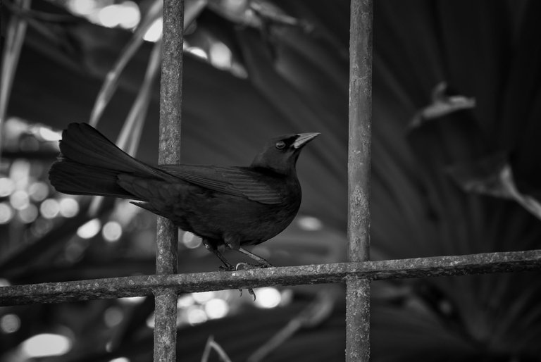 _DSC7603-NEF_DxO_PRIME.jpg