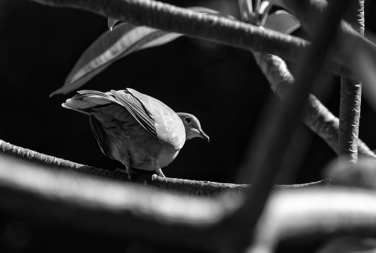 _DSC7900-NEF_DxO_DeepPRIMEXD.jpg
