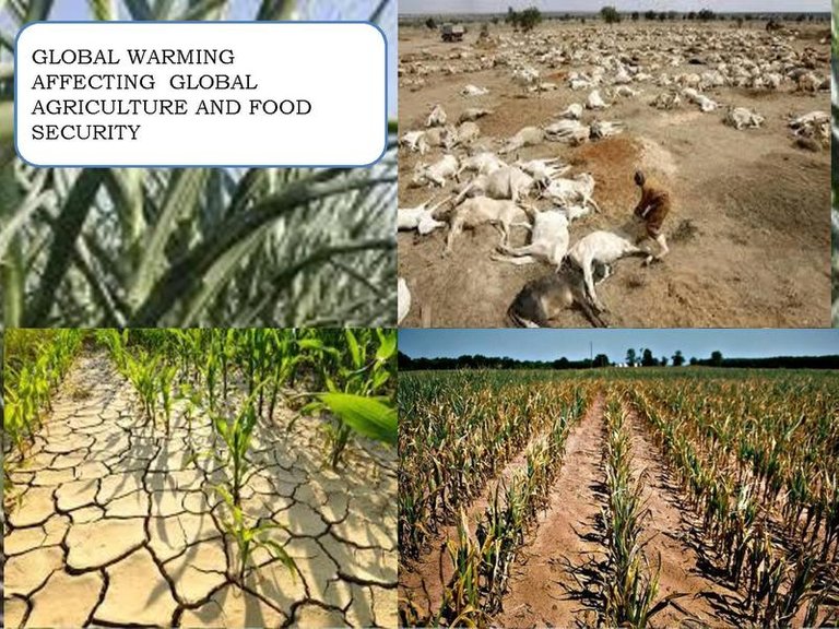 page1800pxGLOBAL_WARMING_AFFECTING_GLOBAL_AGRICULTURE_AND_FOOD_SECURITY.pdf.jpg