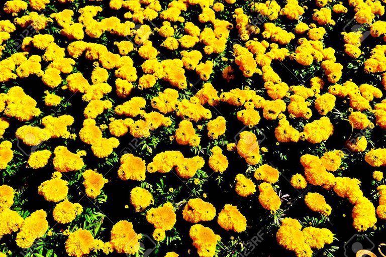27602110-caléndula-flores-amarillas-flor-amarilla-de-la-maravilla.jpg