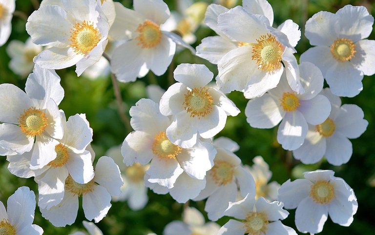 Significado-de-las-flores-blancas-2.jpg