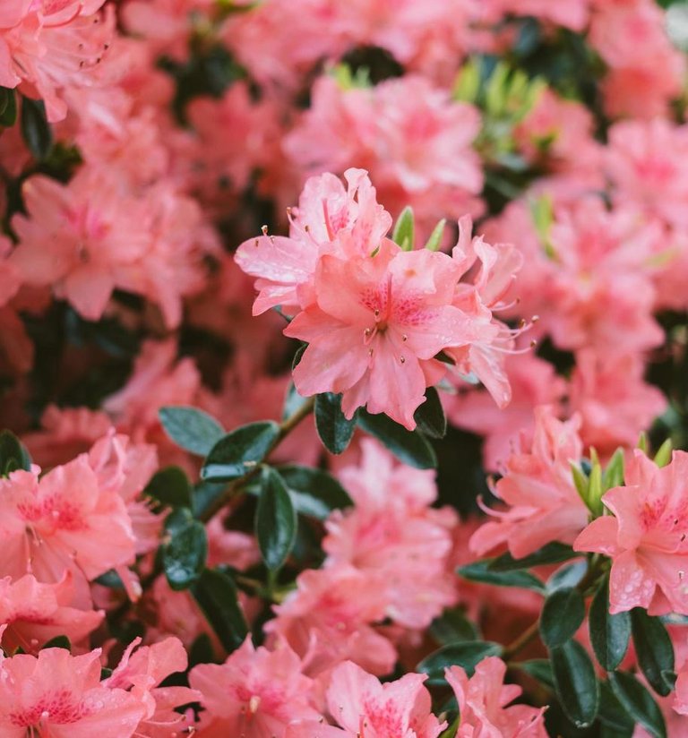 pink-flowers-in-tilt-shift-lens-free-photo.jpeg