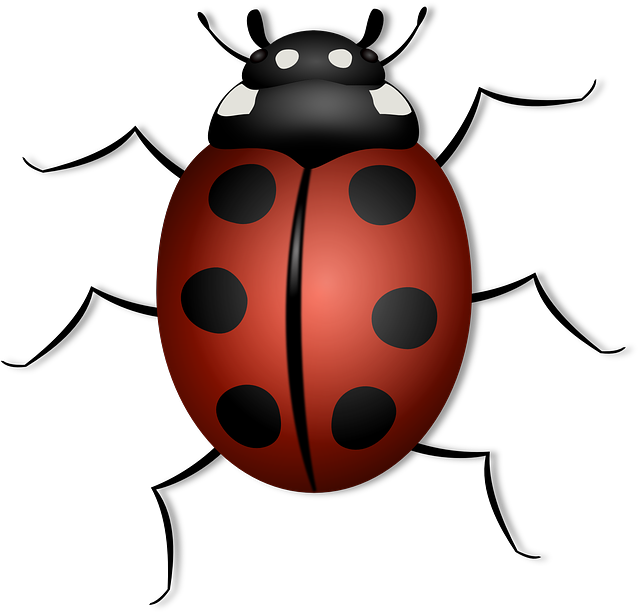 The ladybug was named after the mother of Jesus