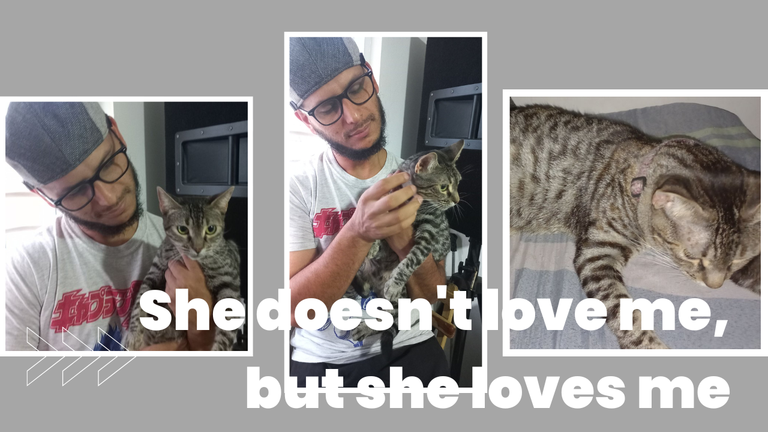 Dailypet.png