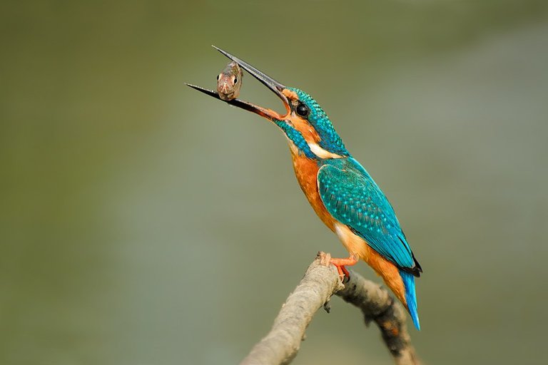 Kingfisher_With_aCatch.jpg