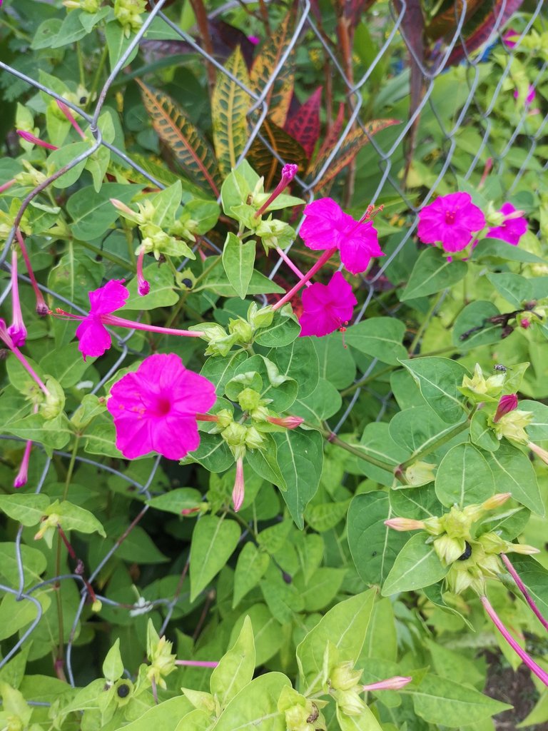 IMG_20250617_165823.jpg