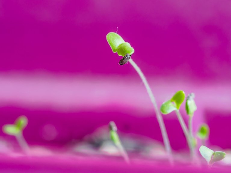 lavender_seeds_grow-19.jpg