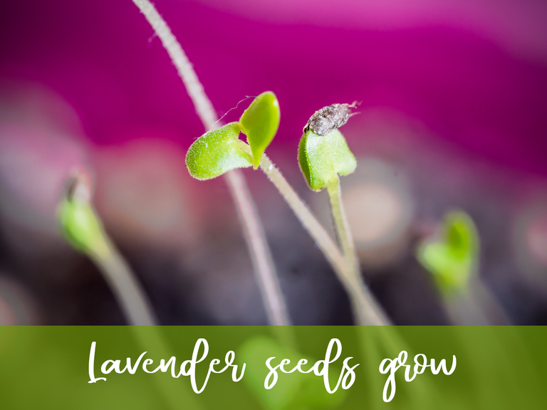 0lavender_seeds_grow.png