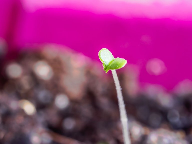 lavender_seeds_grow-15.jpg