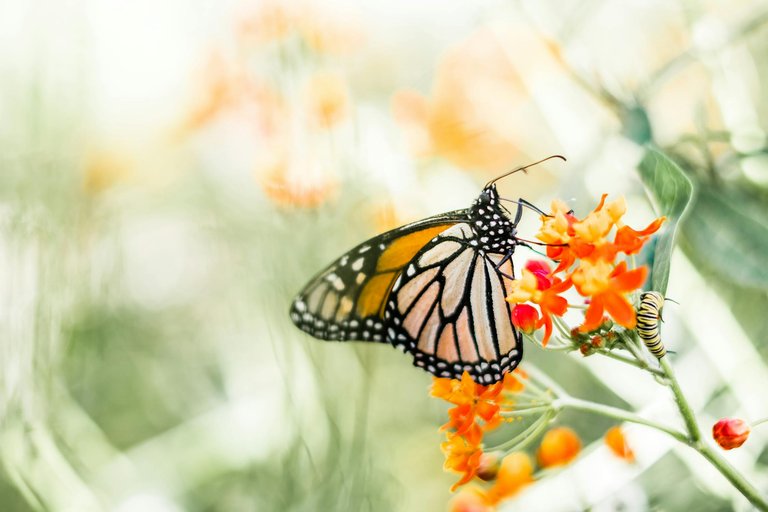 free-photo-of-naturaleza-prado-planta-flor.jpeg