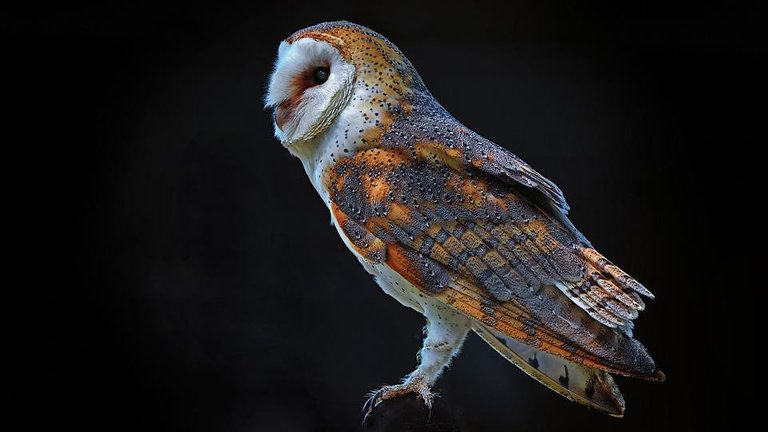 barn-owl-4442065_960_720.jpg