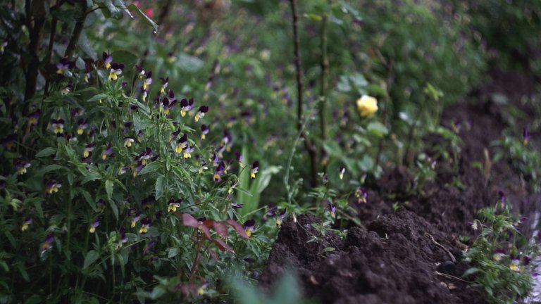flowers after heavy rain anamorphic look-0001.png